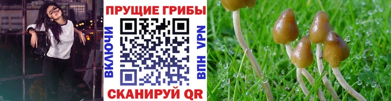 Псилоцибиновые грибы Psilocybe  Волжск 