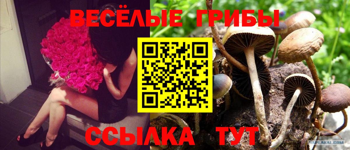 Псилоцибиновые грибы GOLDEN TEACHER Волжск